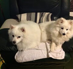 Foto 2 van de pups