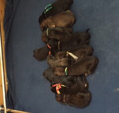 Foto 2 van de pups