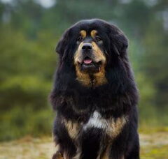 Foto 4 van de pups