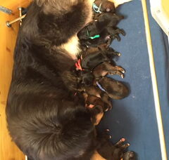 Foto 6 van de pups