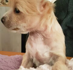 Foto 3 van de pups