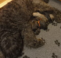 Foto 2 van de pups
