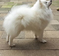 Foto 2 van de pups