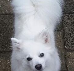 Foto 3 van de pups