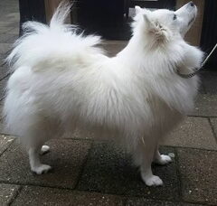 Foto 4 van de pups