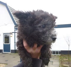 Foto 5 van de pups