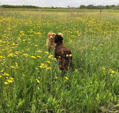 Foto 2 van van het zeeuwse duin