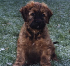 Foto 2 van de pups