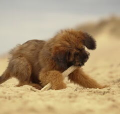 Foto 3 van de pups