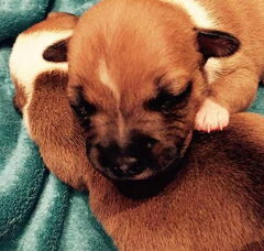 Foto 2 van de pups