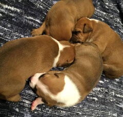 Foto 3 van de pups