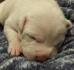 Foto 4 van de pups