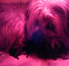 Foto 4 van de pups