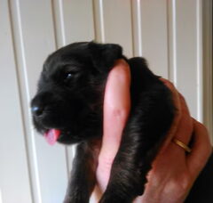 Foto 5 van de pups