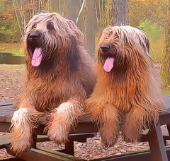Foto 6 van de pups