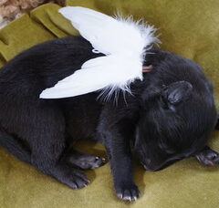 Foto 2 van de pups