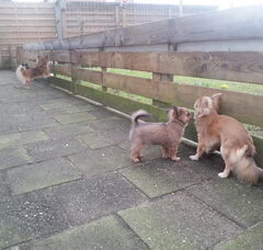 Foto 3 van de pups