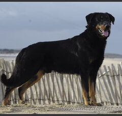 Foto 3 van de pups