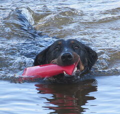 Foto 4 van de pups