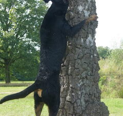 Foto 5 van de pups