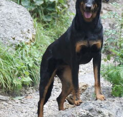 Foto 6 van de pups