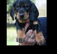 Foto 2 van de pups
