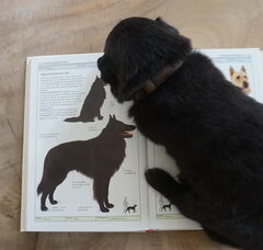 Foto 4 van de pups