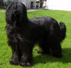Foto 3 van de pups
