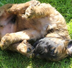 Foto 5 van de pups