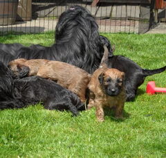 Foto 6 van de pups
