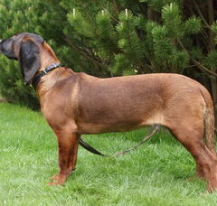 Foto 2 van de pups
