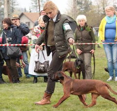 Foto 4 van de pups
