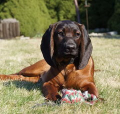 Foto 5 van de pups