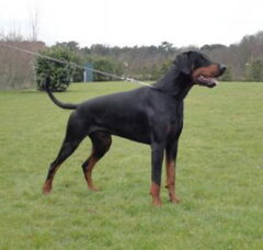 Foto 2 van de pups