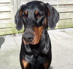 Foto 4 van de pups