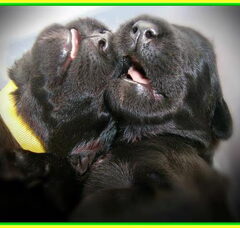 Foto 2 van de pups