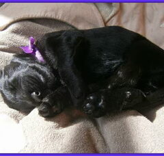 Foto 3 van de pups