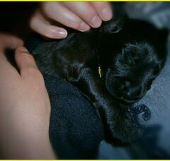 Foto 4 van de pups