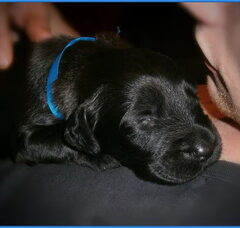 Foto 5 van de pups