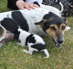 Foto 2 van de pups