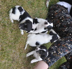 Foto 3 van de pups