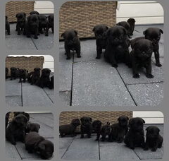 Foto 2 van de pups