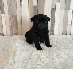 Foto 3 van de pups