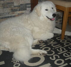 Foto 5 van Kuvasz of Corienos Home