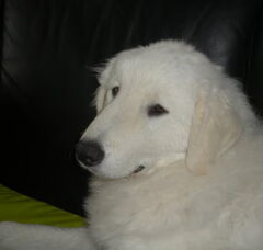Foto 6 van Kuvasz of Corienos Home