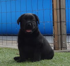 Foto 2 van de pups