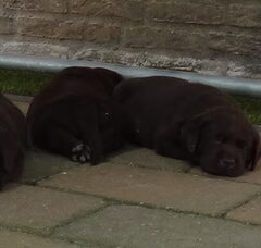 Foto 3 van de pups