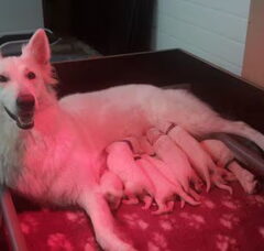 Foto 4 van de pups