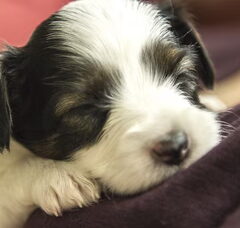 Foto 2 van de pups