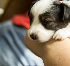 Foto 5 van de pups
